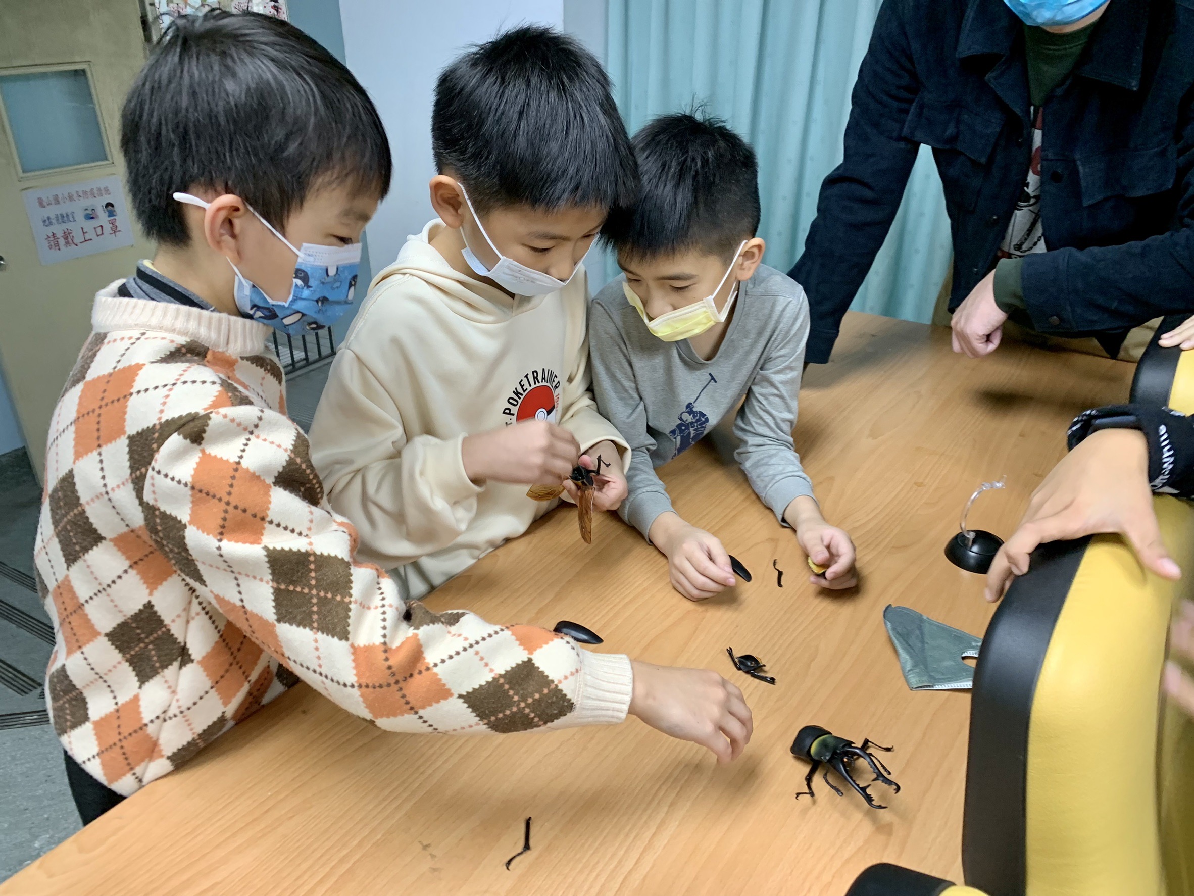 甲蟲模型製作