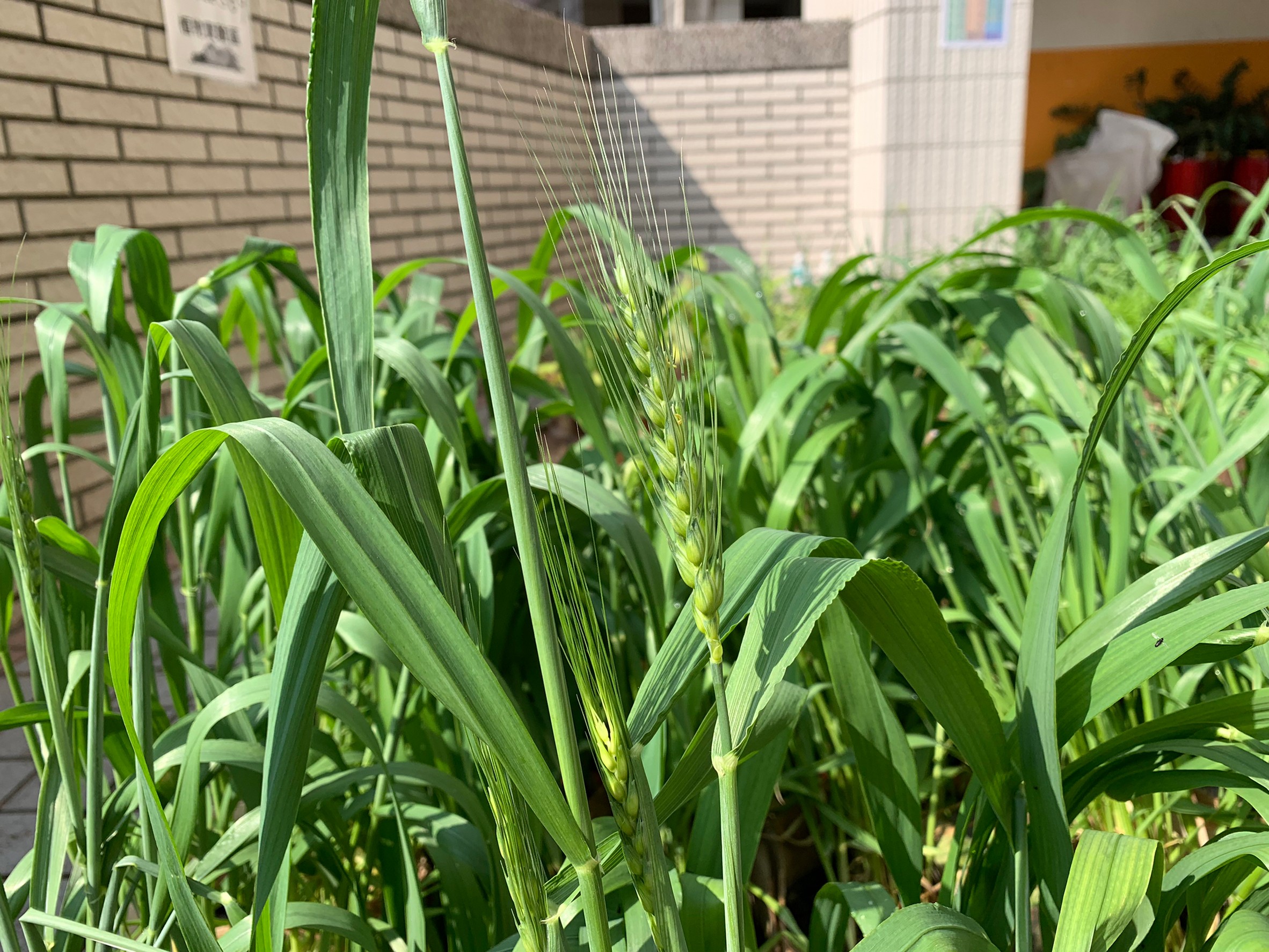 麥穗