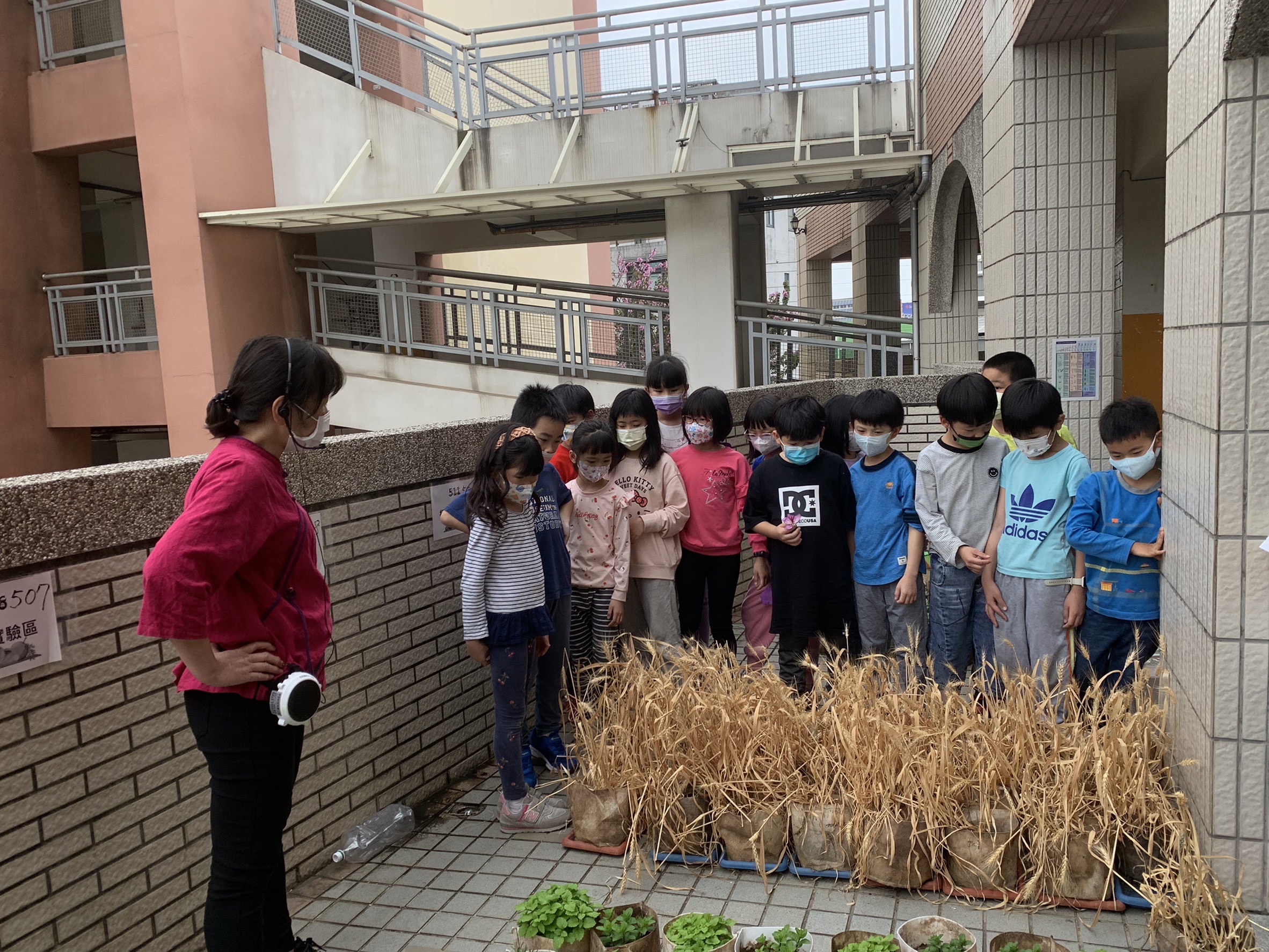到麥田上課