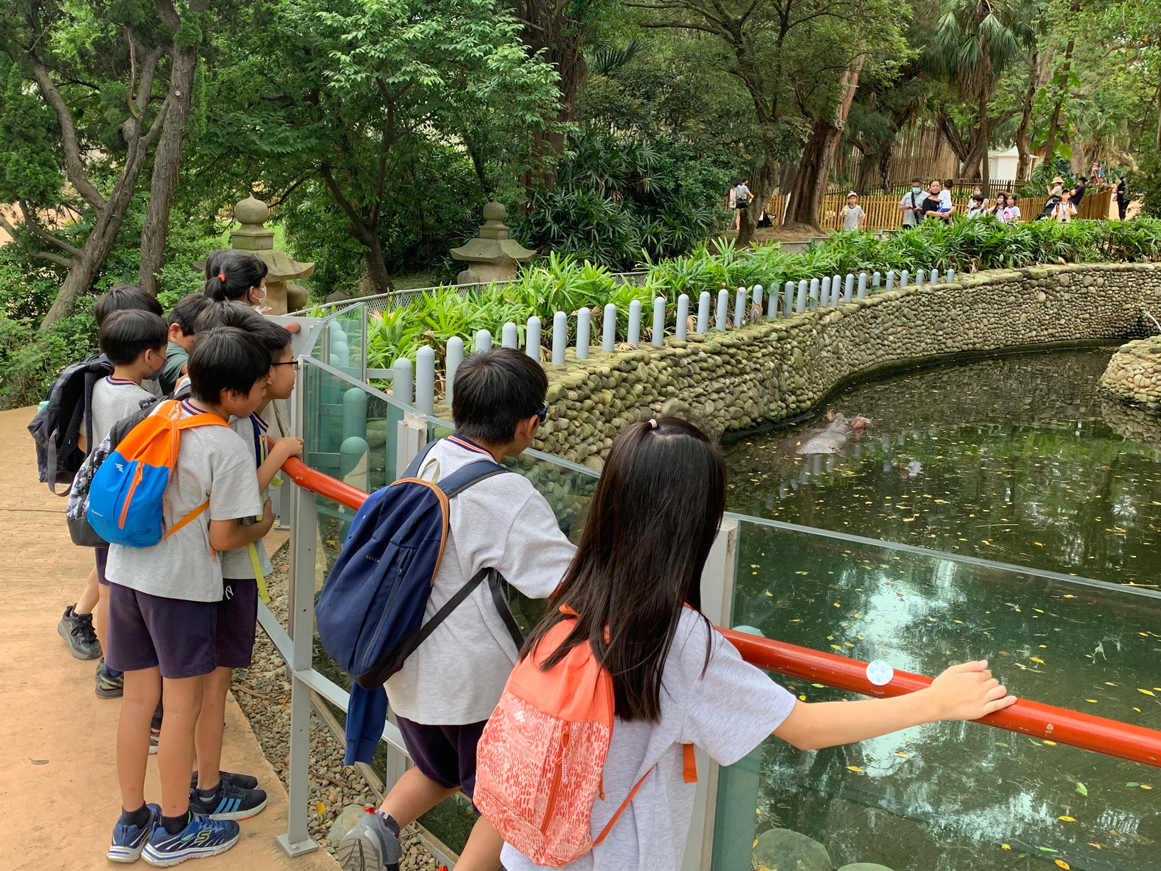 新竹動物園-河馬樂樂