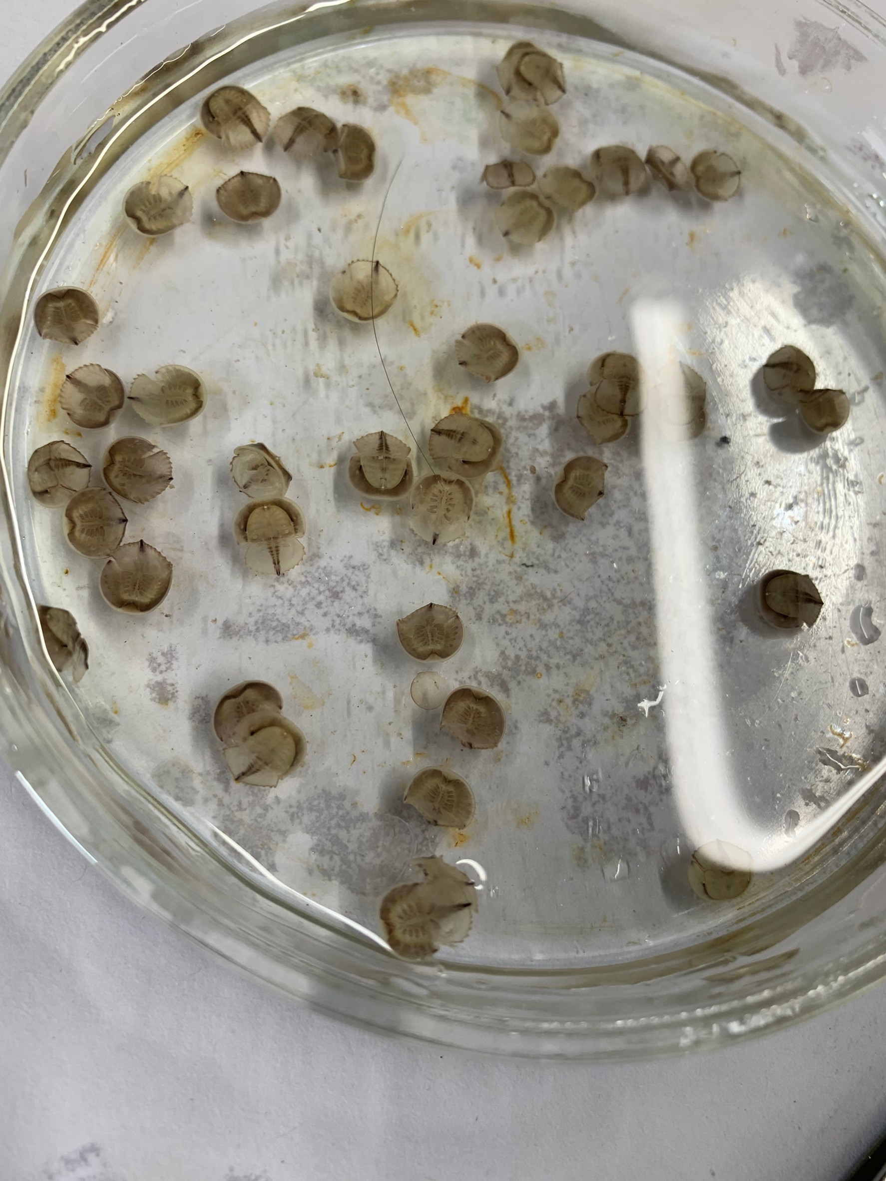 鱟知鱟學成果