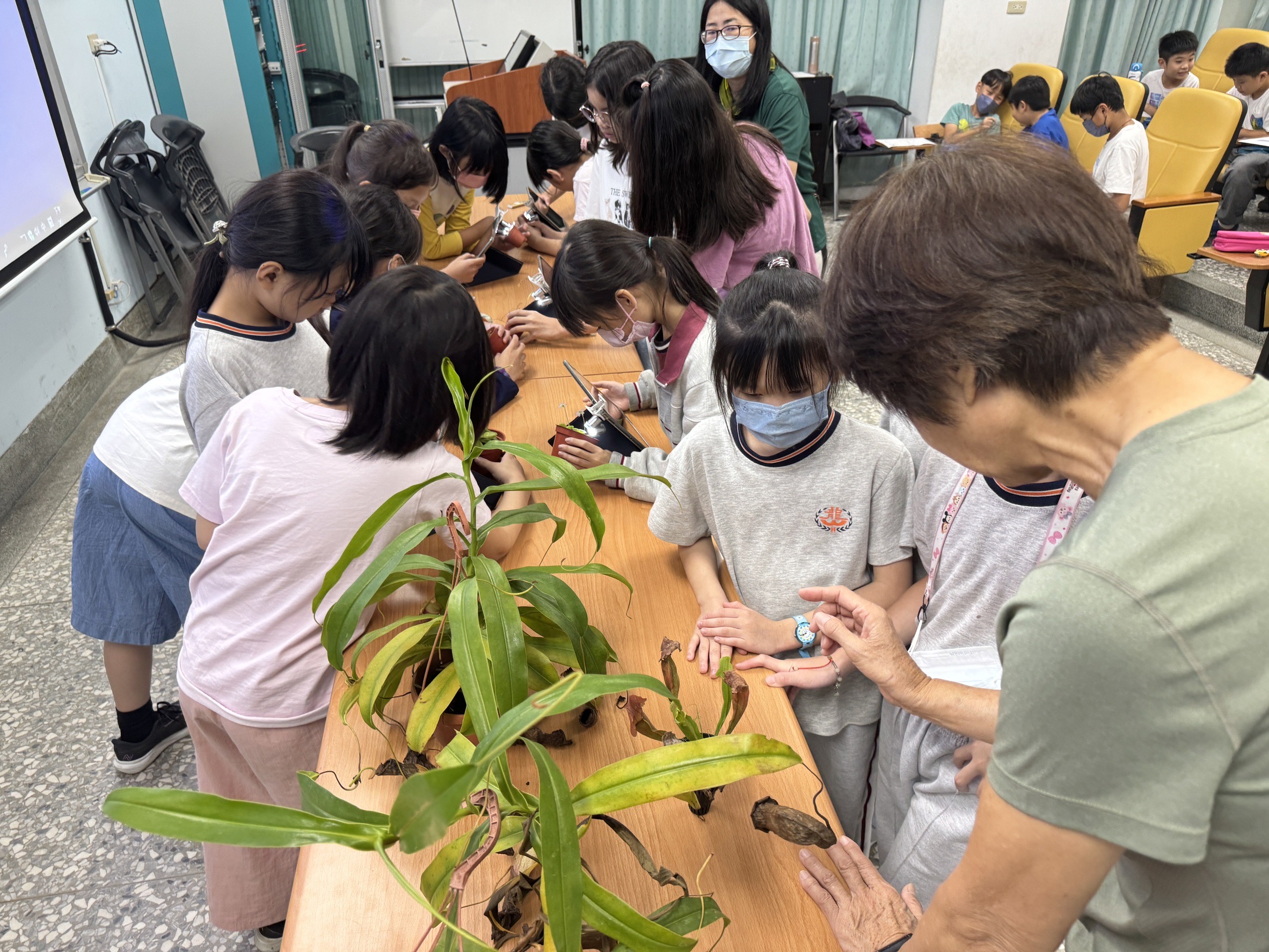 食蟲植物